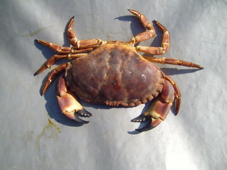 artropodelor, crab
