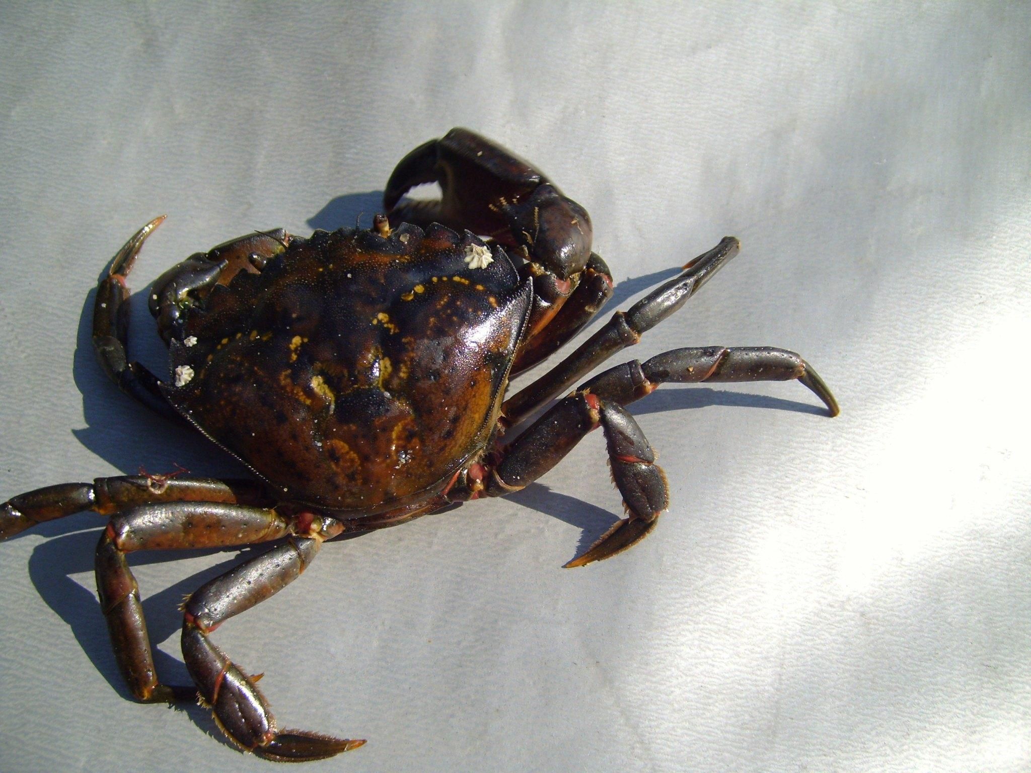 Free picture: crab, animal