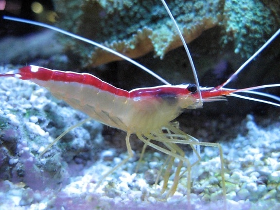 detail, shrimp
