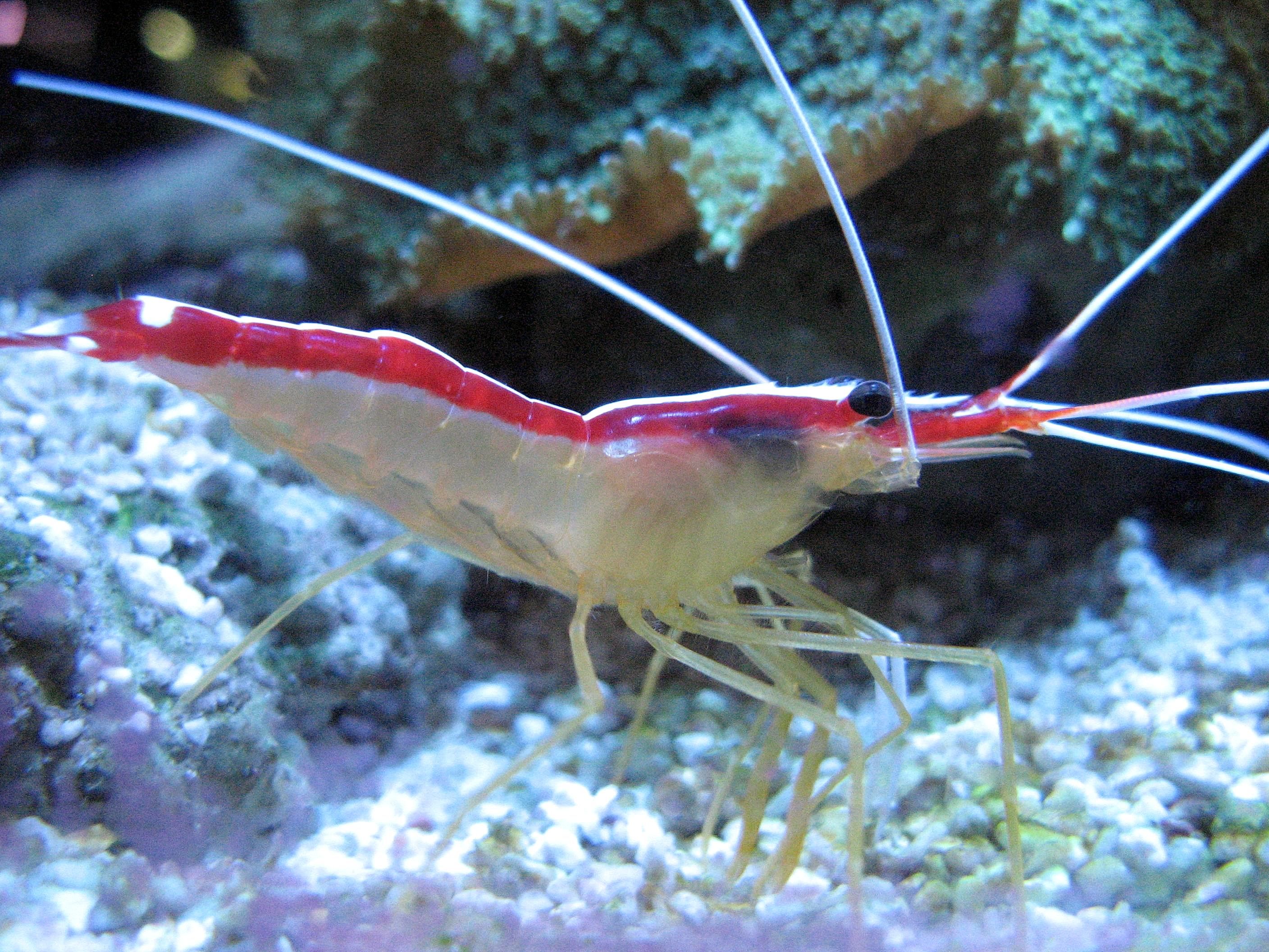 Free picture: detail, shrimp