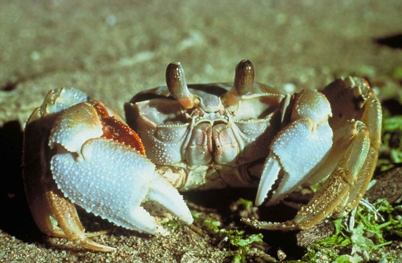 ghost, crab