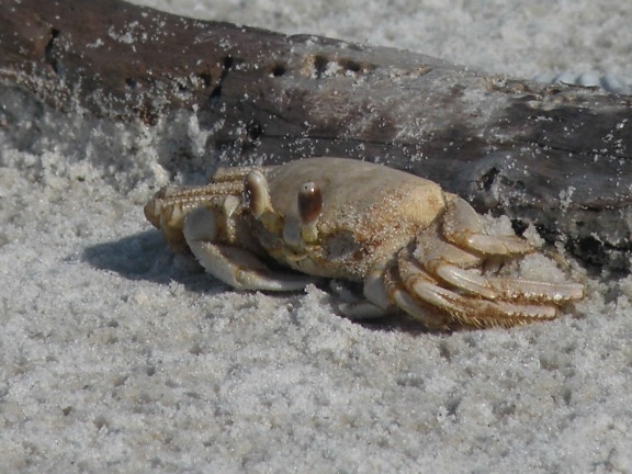 ghost, crab, sand