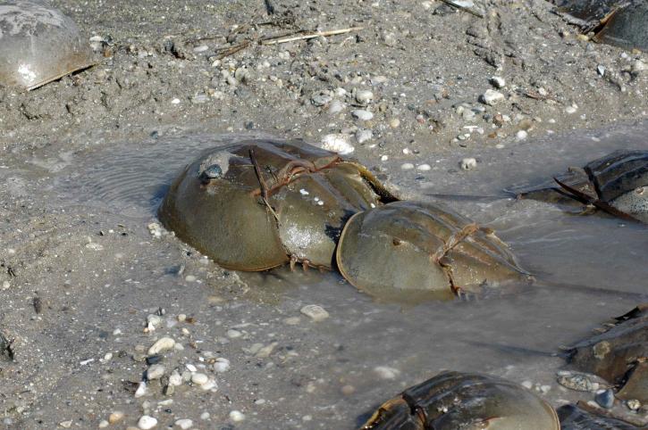 pair, mating, horseshoe, crabs, limus polyphemus