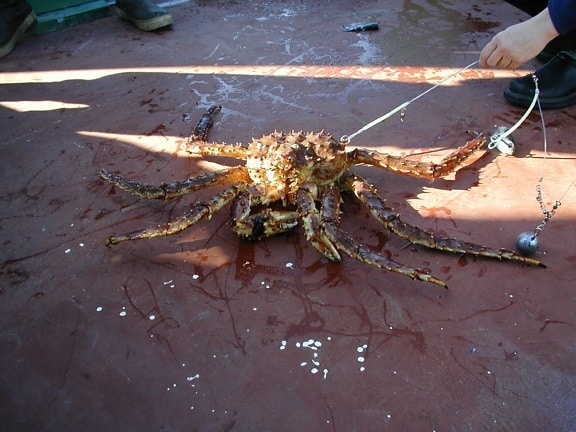 king, crab, snagged, released