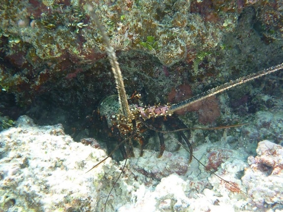 lobster, underwater