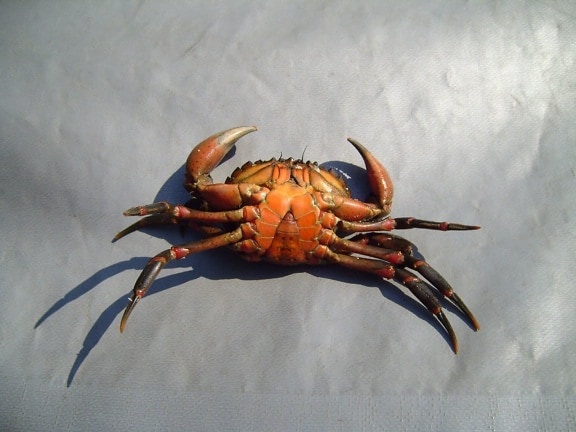 shore, crab