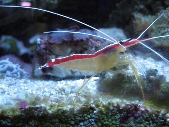 crevettes, sous-marin, animal