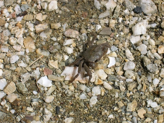 small, crab