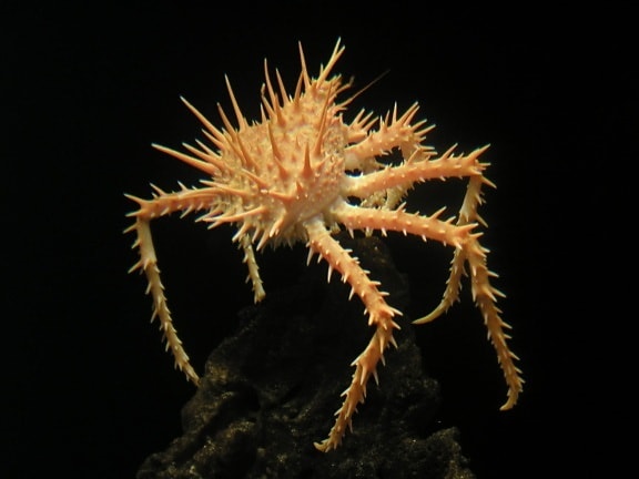 spiny, crab