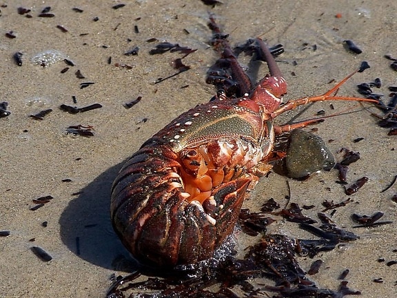 spiny, lobster, washed, pacific, beach