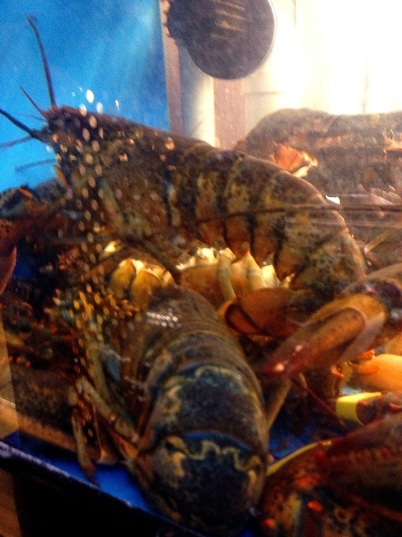 live American lobsters, homarus Americanus, northern maine, lobsters