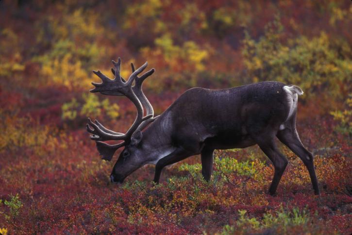 barren, ground, caribou, grazing, autumn, foliage, background