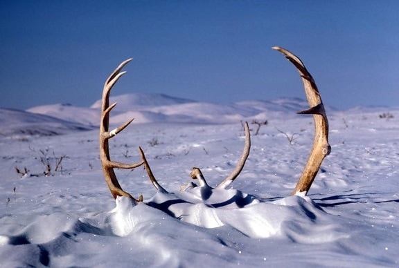 stor, caribou, hjort, gevir, snø, vinter