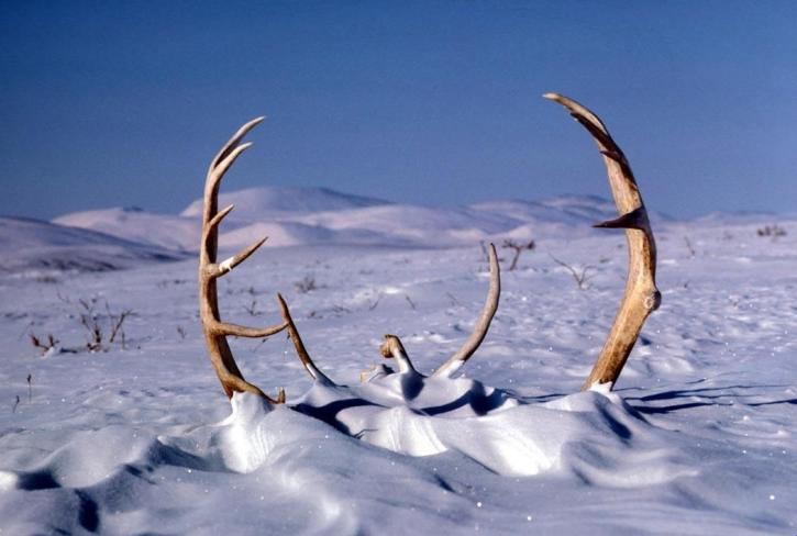 big, caribou, deer, antlers, snow, winter