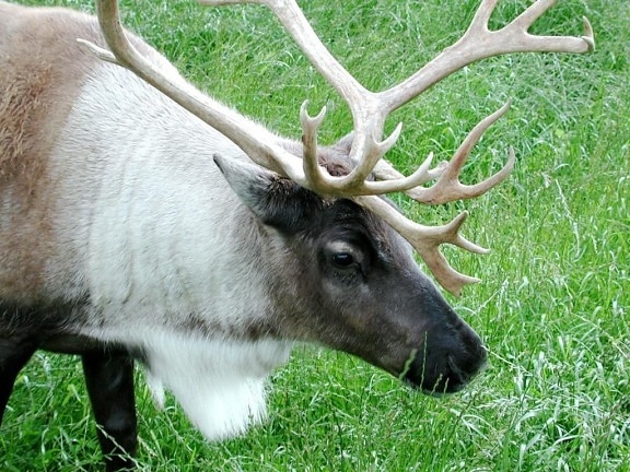 caribou, up-close, head