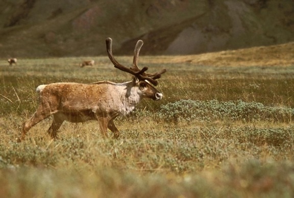 caribou, free, picture