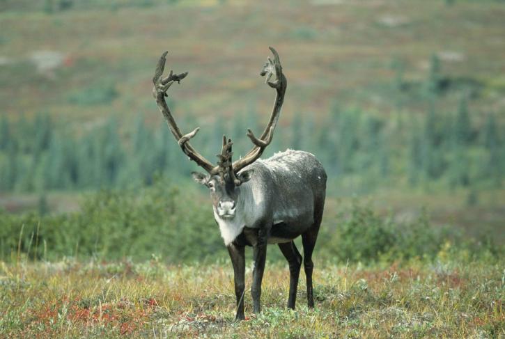 Caribou, full, ansikte, placering, horn, huvud