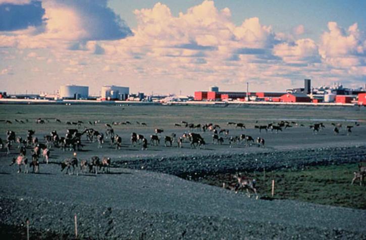 caribou, city, farms