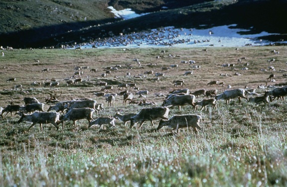 Caribou, reinsdyr, felt, tradisjonelle, tarandus