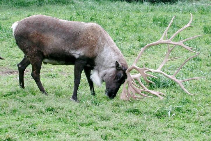caribou, antlers