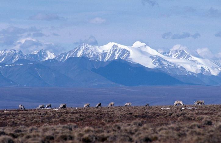 caribou, brooks, range, mountains, background