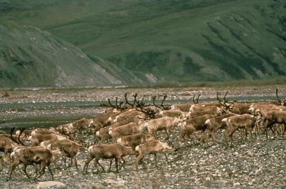 flokken, caribou, dyr, beite
