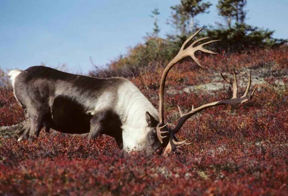 Free picture: rangifer, tarandus, caribou, feeding