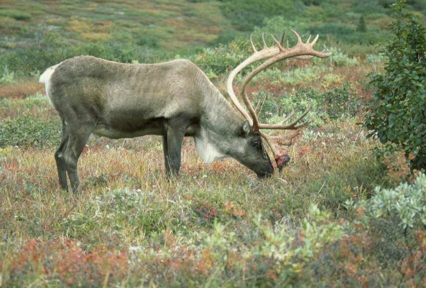 Free picture: up-close, large, deer, grazing, wildflowers