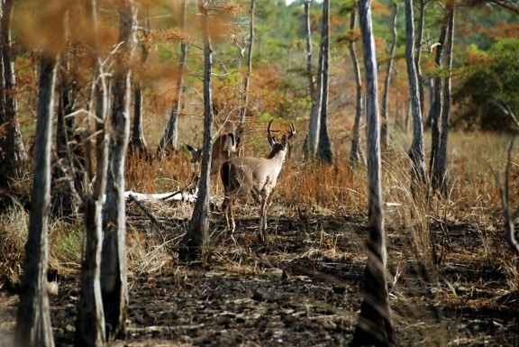 columbian, white tailed, deer, forest