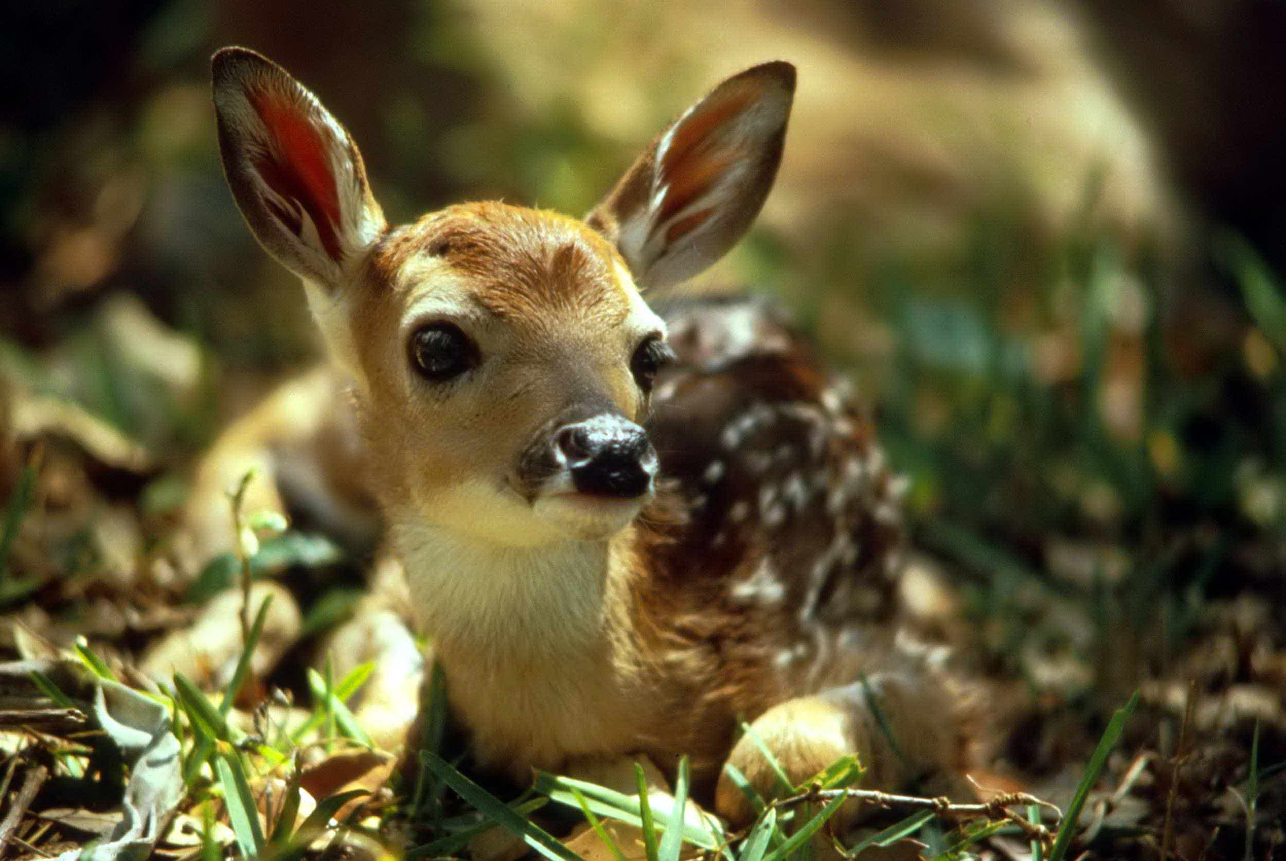 フリー写真画像 かわいい 鹿 子鹿