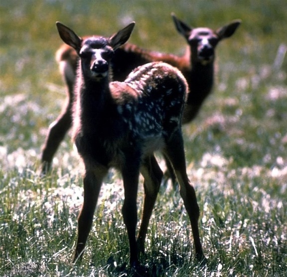 deer, cubs