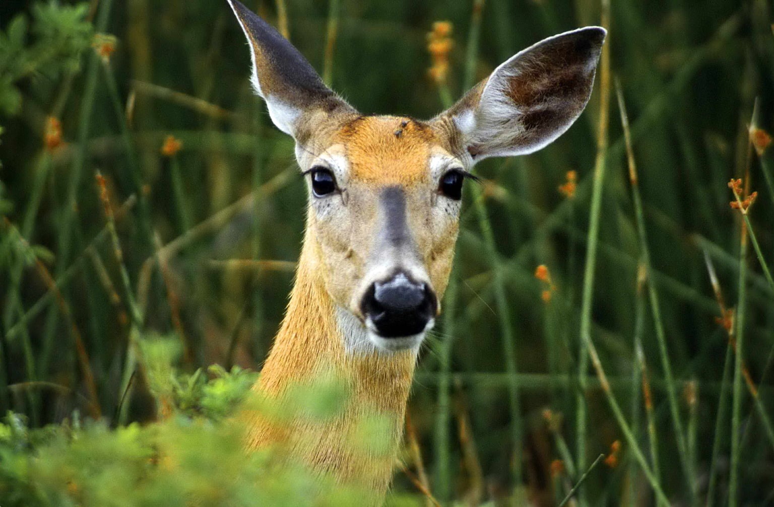 free-picture-deer-female-animal-head