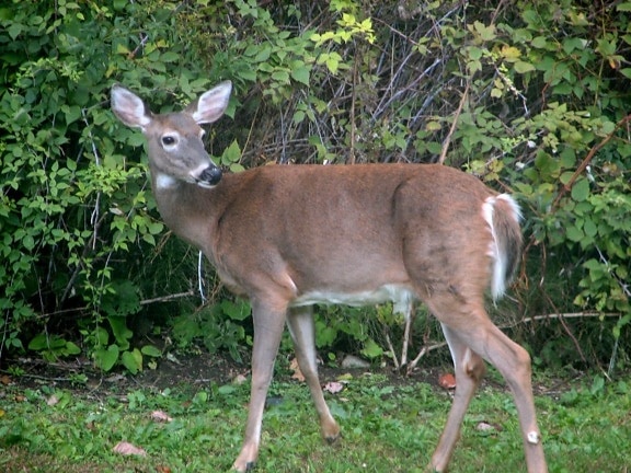 deer, female, wild