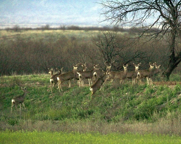 Deer, lĩnh vực, rừng