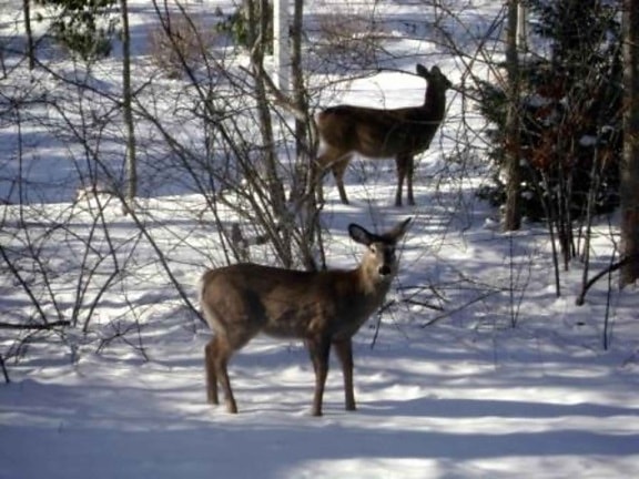 deer, snow, odocoileus virginianus