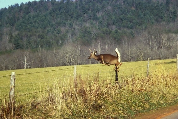 deer, jumps, fence