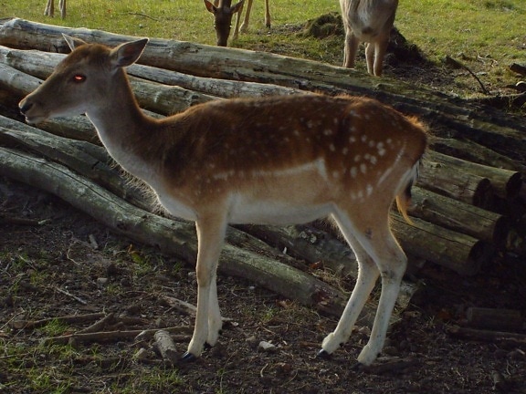 fallow, deer, animal, female, doe
