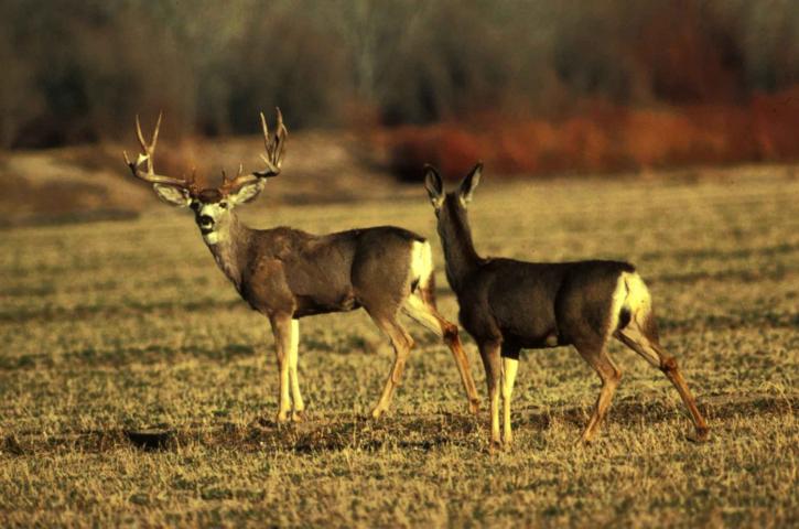 male, female, mule, deer, animals, odocoileus, hemionus
