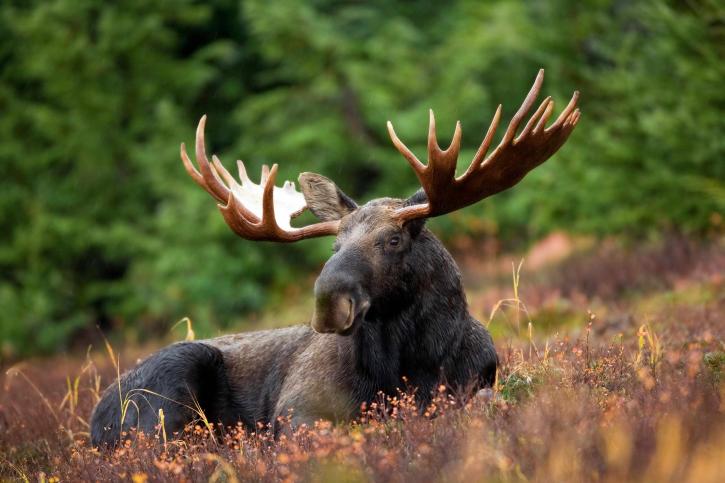 male, moose, rest, field, light, rainshower