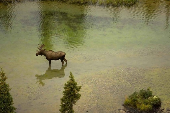 aerial, photo, moose, river