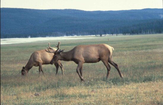American, elk, cervus, elaphus, wapiti, deer