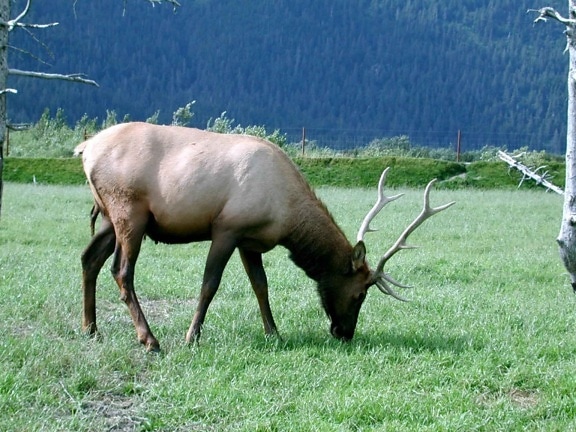 big, male, elk, animal, mammal
