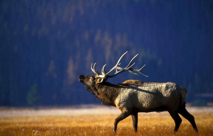bika, jávorszarvas, bugling, a gibbon, a rét, a Yellowstone, national park