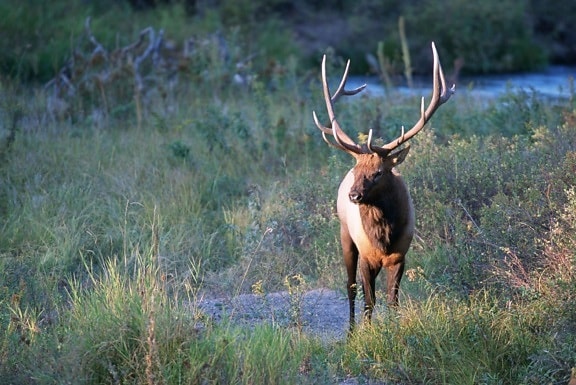 bull, elk, stands, Montana, meadow