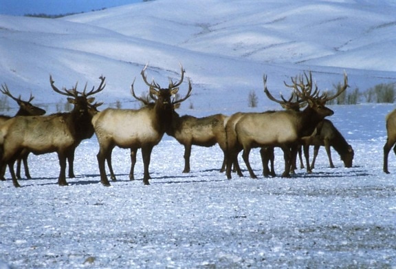 bull, elks, snow