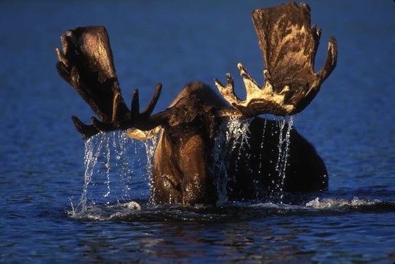 bull, moose, browsing, Alaskan, tundra, pond
