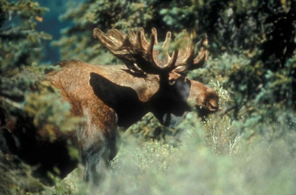 bull, moose, vegetation
