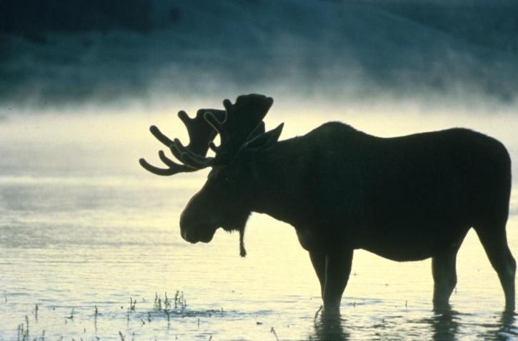 bull, moose, stands, water, silhouette