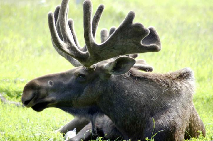 up-close, head, antlers, young, bull, moose, alces, alces