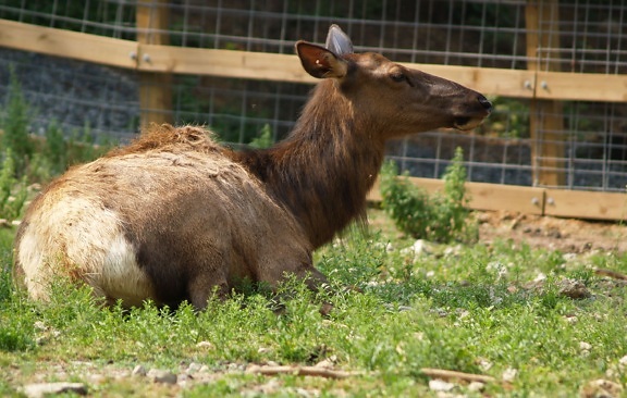 Elk, động vật